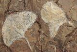 Nine Fossil Ginkgo Leaves From North Dakota - Paleocene #188743-3